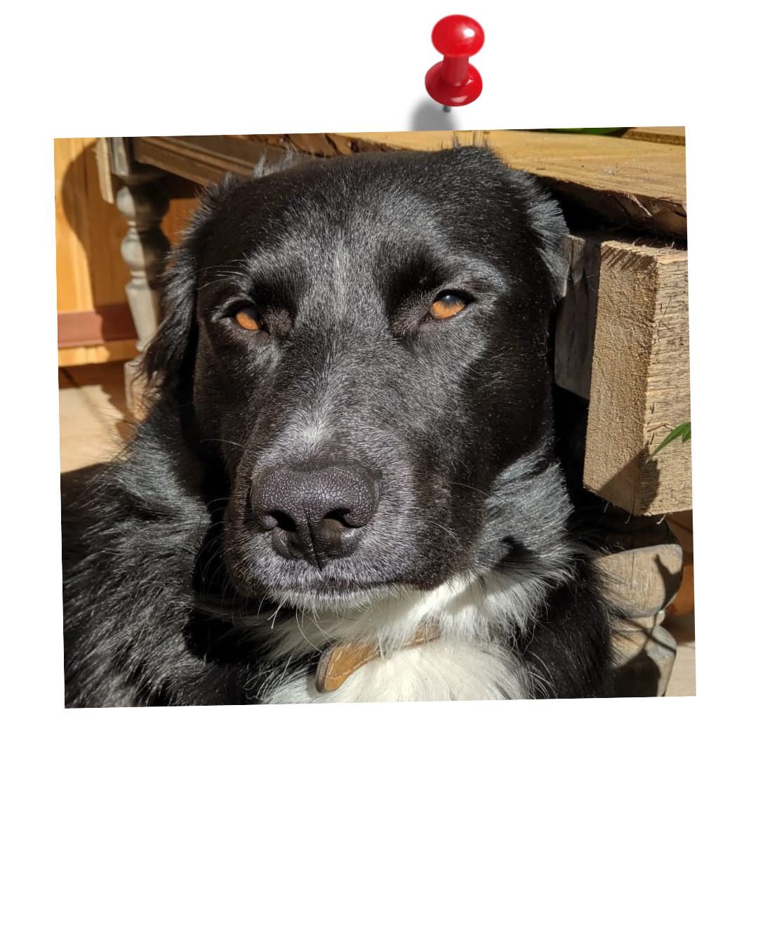 tarugo-polaroid.png